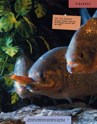 P I R A N H A S
Answer:Whenriverwaterlevelsarelow,there’slessroomforfish
tospreadout,sopiranhashavetohunttogetherinlargegroups.
★
DID YOU KNOW?The name “piranha” comes fromthe Portuguese words for “fish”
and “tooth.”
 