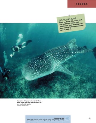 S H A R K S
43
Answer:Hammerheadsharksgottheirnamebecausetheirheads
looklikehammers.
★
Scuba divers photograph a whale shark. Whale
sharks usually swim slowly near the surface and
have even been hit by ships.
© Jeffrey L. Rotman/Corbis
DID YOU KNOW?
Unlike most other fish, sharks don’t
have hard bones. Instead, their
skeletons are made of cartilage, the
same material that human noses and
ears are made of.
 