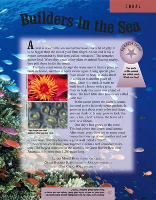 C O R A L
Answer:Coralreferstothesoftjellylikeanimallivinginsidethe
hardshell,aswellastotheshellitself.Peoplealsocallmanyof
theseshellsstucktogether“coral.”
★
Acoral is a soft little sea animal that looks like a bit of jelly. It
is no bigger than the end of your little finger. At one end it has a
mouth surrounded by little arms called “tentacles.” The tentacles
gather food. When they touch a tiny plant or animal floating nearby,
they pull these inside the mouth.
The baby coral swims through the water until it finds a place to
build its house, and then it never swims again. Using special glue
from inside its body, it sticks itself
to a rock or to another piece of
coral. Once it is stuck, it starts to
build itself a house with a juice
from its body that turns into a kind of
stone. The hard little shell houses are called
coral too.
In the ocean where the water is warm,
the coral grows in lovely ocean gardens. It
grows in just about every color and shape
you can think of. It may grow to look like
lace, a fan, a leaf, a brain, the horns of a
deer, or a ribbon.
One day a bud grows on the coral.
This bud grows into a new coral animal.
After many years there are so many coral
houses built on top of one another and next
to each other that they become a great wall called a “reef.”
Sometimes coral may grow together to form a reef a hundred miles
long. The largest coral reef in the world is the Great Barrier Reef near
Australia. It is more than 1,250 miles long.
LEARN MORE! READ THESE ARTICLES…
GREAT BARRIER REEF (VOLUME 7) • OCEANS (VOLUME 1)
THE GREAT WALL (VOLUME 7)
Builders in the Sea
(Top) Orange cup coral;
(bottom) yellow and gray coral.
©Royalty-Free/Corbis©Royalty-Free/Corbis
Two parts
of the animal
are called coral.
What are they?
SEA
RCH LI
GHT
 