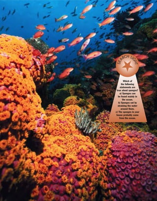 Which of
the following
statements are
true about sponges?
a) Sponges can
be found mainly in
the ocean.
b) Sponges eat by
straining the water
around them.
c) The sponges in your
house probably came
from the ocean.SEA
RCH LI
GHT
 