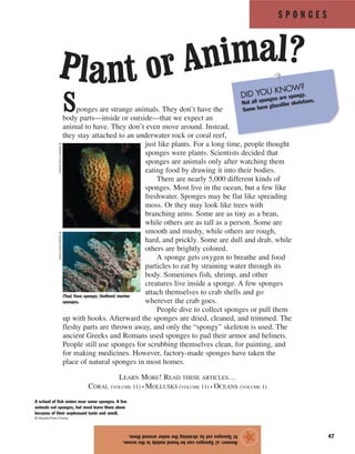 S P O N G E S
47
Sponges are strange animals. They don’t have the
body parts—inside or outside—that we expect an
animal to have. They don’t even move around. Instead,
they stay attached to an underwater rock or coral reef,
just like plants. For a long time, people thought
sponges were plants. Scientists decided that
sponges are animals only after watching them
eating food by drawing it into their bodies.
There are nearly 5,000 different kinds of
sponges. Most live in the ocean, but a few like
freshwater. Sponges may be flat like spreading
moss. Or they may look like trees with
branching arms. Some are as tiny as a bean,
while others are as tall as a person. Some are
smooth and mushy, while others are rough,
hard, and prickly. Some are dull and drab, while
others are brightly colored.
A sponge gets oxygen to breathe and food
particles to eat by straining water through its
body. Sometimes fish, shrimp, and other
creatures live inside a sponge. A few sponges
attach themselves to crab shells and go
wherever the crab goes.
People dive to collect sponges or pull them
up with hooks. Afterward the sponges are dried, cleaned, and trimmed. The
fleshy parts are thrown away, and only the “spongy” skeleton is used. The
ancient Greeks and Romans used sponges to pad their armor and helmets.
People still use sponges for scrubbing themselves clean, for painting, and
for making medicines. However, factory-made sponges have taken the
place of natural sponges in most homes.
LEARN MORE! READ THESE ARTICLES…
CORAL (VOLUME 11) • MOLLUSKS (VOLUME 11) • OCEANS (VOLUME 1)
Answer:a)Spongescanbefoundmainlyintheocean.
b)Spongeseatbystrainingthewateraroundthem.
★
(Top) Vase sponge; (bottom) marine
sponges.
©StephenFrink/Corbis©Royalty-Free/Corbis
DID YOU KNOW?
Not all sponges are spongy.
Some have glasslike skeletons.
A school of fish swims near some sponges. A few
animals eat sponges, but most leave them alone
because of their unpleasant taste and smell.
© Royalty-Free/Corbis
Plant or Animal?
 