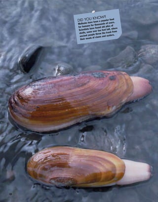 48
DID YOU KNOW?
Mollusks have been a popular food
for humans for thousands of years.
Scientists have found old piles of
shells, some over ten feet tall, where
ancient people threw the trash from
their meals of clams and oysters.
 