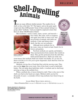 M O L L U S K S
49
There are many different shelled animals. The smallest live in
shells as tiny as the letter “O.” The largest, such as the giant squid,
weigh more than 4,000 pounds! Some of these animals belong to a
group called “mollusks.” And you might be surprised to know that
there are about 100,000 kinds of them!
Most mollusks—such as snails, clams, oysters, and mussels—
have shells. But some, such as octopuses
and squid, have little or none at all. And
not all kinds of animals with shells are
mollusks. Crabs and lobsters have
shells, but they are not mollusks.
Although most mollusks live in
the water, some are found on land. Snails live in
forests and gardens.
Newborn mollusks are squishy and helpless.
They need protection from enemies that would eat
them. They get this protection from the shell they
build around themselves. Shells are really one-
room houses that mollusks build out of their own bodies. It’s as easy for
them to do this as it is for you to grow fingernails. Each shell has room for
just one animal.
Mollusks eat tiny bits of food that float with the moving water. They
also eat the algae that cover rocks. Part of this food is used to build their
bodies. The rest helps them build their shells. A mollusk and its shell keep
growing as long as the mollusk lives.
When a mollusk dies, it leaves behind its shell. That is why most of the
shells you find on the beach are empty. Mollusk shells can last for
thousands of years—a reminder of how long mollusks have been living on
the Earth.
LEARN MORE! READ THESE ARTICLES…
GREAT BARRIER REEF (VOLUME 7) • OCEANS (VOLUME 1) • OCTOPUSES (VOLUME 11)
Answer:Snails,oysters,andsquidareallmollusks.
★Snail on a child’s hand.
© Lance Nelson/Corbis
Mussels, pictured here in a tide pool, are a
kind of mollusk. Mussels are found all over
the world, mostly in cool seas.
© Kennan Ward/Corbis
Which of the
following are
mollusks?
- crabs
- snails
- shrimps
- oysters
- squid
SEA
RCH LI
GHT
Shell-DwellingAnimals
 