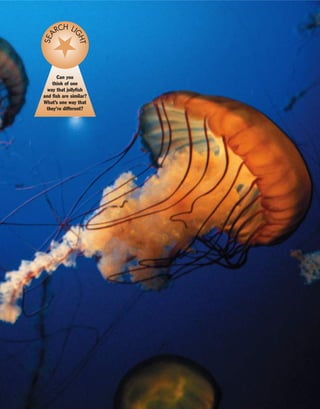 Can you
think of one
way that jellyfish
and fish are similar?
What’s one way that
they’re different?
SEA
RCH LI
GHT
 