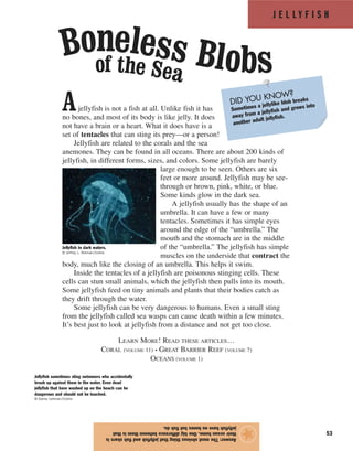 J E L L Y F I S H
53
Ajellyfish is not a fish at all. Unlike fish it has
no bones, and most of its body is like jelly. It does
not have a brain or a heart. What it does have is a
set of tentacles that can sting its prey—or a person!
Jellyfish are related to the corals and the sea
anemones. They can be found in all oceans. There are about 200 kinds of
jellyfish, in different forms, sizes, and colors. Some jellyfish are barely
large enough to be seen. Others are six
feet or more around. Jellyfish may be see-
through or brown, pink, white, or blue.
Some kinds glow in the dark sea.
A jellyfish usually has the shape of an
umbrella. It can have a few or many
tentacles. Sometimes it has simple eyes
around the edge of the “umbrella.” The
mouth and the stomach are in the middle
of the “umbrella.” The jellyfish has simple
muscles on the underside that contract the
body, much like the closing of an umbrella. This helps it swim.
Inside the tentacles of a jellyfish are poisonous stinging cells. These
cells can stun small animals, which the jellyfish then pulls into its mouth.
Some jellyfish feed on tiny animals and plants that their bodies catch as
they drift through the water.
Some jellyfish can be very dangerous to humans. Even a small sting
from the jellyfish called sea wasps can cause death within a few minutes.
It’s best just to look at jellyfish from a distance and not get too close.
LEARN MORE! READ THESE ARTICLES…
CORAL (VOLUME 11) • GREAT BARRIER REEF (VOLUME 7)
OCEANS (VOLUME 1)
Answer:Themostobviousthingthatjellyfishandfishshareis
theiroceanhome.Onebigdifferencebetweenthemisthat
jellyfishhavenobonesbutfishdo.
★Jellyfish in dark waters.
© Jeffrey L. Rotman/Corbis
DID YOU KNOW?
Sometimes a jellylike blob breaks
away from a jellyfish and grows into
another adult jellyfish.
Jellyfish sometimes sting swimmers who accidentally
brush up against them in the water. Even dead
jellyfish that have washed up on the beach can be
dangerous and should not be touched.
© Danny Lehman/Corbis
of the Sea
Boneless Blobs
 