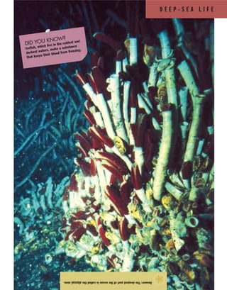 D E E P - S E A L I F E
Answer:Thedeepestpartoftheoceaniscalledtheabyssalzone.
★
DID YOU KNOW?
Icefish, which live in the coldest and
darkest waters, make a substance
that keeps their blood from freezing.
 