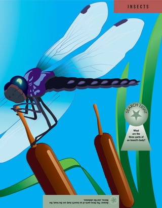 I N S E C T S
Answer:Thethreepartsofaninsect’sbodyarethehead,the
thorax,andtheabdomen.
★
What
are the
three parts of
an insect’s body?
SEA
RCH LI
GHT
 