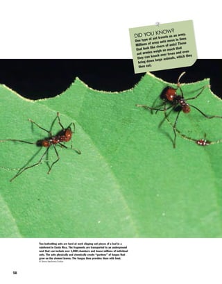 58
DID YOU KNOW?
One type of ant travels as an army.
Millions of army ants move in lines
that look like rivers of ants! These
ant armies weigh so much that
they can knock over trees and even
bring down large animals, which they
then eat.
Two leafcutting ants are hard at work clipping out pieces of a leaf in a
rainforest in Costa Rica. The fragments are transported to an underground
nest that can include over 1,000 chambers and house millions of individual
ants. The ants physically and chemically create “gardens” of fungus that
grow on the chewed leaves. The fungus then provides them with food.
© Steve Kaufman/Corbis
 