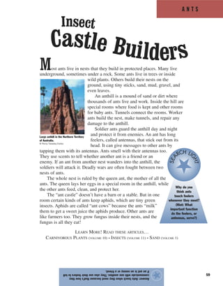 A N T S
59
Answer:Antstouchwhentheymeetbecausethat’showthey
communicatewithoneanother.Theyalsousetheirfeelerstotell
ifanantisanenemyorafriend.
★
Most ants live in nests that they build in protected places. Many live
underground, sometimes under a rock. Some ants live in trees or inside
wild plants. Others build their nests on the
ground, using tiny sticks, sand, mud, gravel, and
even leaves.
An anthill is a mound of sand or dirt where
thousands of ants live and work. Inside the hill are
special rooms where food is kept and other rooms
for baby ants. Tunnels connect the rooms. Worker
ants build the nest, make tunnels, and repair any
damage to the anthill.
Soldier ants guard the anthill day and night
and protect it from enemies. An ant has long
feelers, called antennas, that stick out from its
head. It can give messages to other ants by
tapping them with its antennas. Ants smell with their antennas too.
They use scents to tell whether another ant is a friend or an
enemy. If an ant from another nest wanders into the anthill, the
soldiers will attack it. Deadly wars are often fought between two
nests of ants.
The whole nest is ruled by the queen ant, the mother of all the
ants. The queen lays her eggs in a special room in the anthill, while
the other ants feed, clean, and protect her.
The “ant castle” doesn’t have a barn or a stable. But in one
room certain kinds of ants keep aphids, which are tiny green
insects. Aphids are called “ant cows” because the ants “milk”
them to get a sweet juice the aphids produce. Other ants are
like farmers too. They grow fungus inside their nests, and the
fungus is all they eat!
LEARN MORE! READ THESE ARTICLES…
CARNIVOROUS PLANTS (VOLUME 10) • INSECTS (VOLUME 11) • SAND (VOLUME 1)
Why do you
think ants
touch feelers
whenever they meet?
(Hint: What
important function
do the feelers, or
antennas, serve?)
SEA
RCH LI
GHT
Large anthill in the Northern Territory
of Australia.
© Penny Tweedie/Corbis
Insect
Castle Builders
 