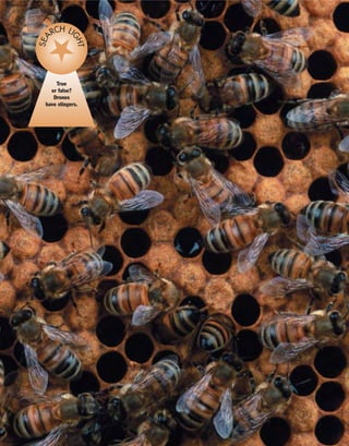 True
or false?
Drones
have stingers.
SEA
RCH LI
GHT
 