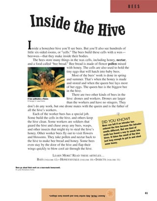 B E E S
61
Inside a honeybee hive you’ll see bees. But you’ll also see hundreds of
little six-sided rooms, or “cells.” The bees build these cells with a wax—
beeswax—that they make inside their bodies.
The bees store many things in the wax cells, including honey, nectar,
and a food called “bee bread.” Bee bread is made of flower pollen mixed
with honey. The cells are also used to hold the
tiny eggs that will hatch into baby bees.
Most of the bees’ work is done in spring
and summer. That’s when the honey is made
and stored and when the queen bee lays most
of her eggs. The queen bee is the biggest bee
in the hive.
There are two other kinds of bees in the
hive: drones and workers. Drones are larger
than the workers and have no stingers. They
don’t do any work, but one drone mates with the queen and is the father of
all the hive’s workers.
Each of the worker bees has a special job.
Some build the cells in the hive, and others keep
the hive clean. Some workers are soldiers that
guard the hive and chase away any bees, wasps,
and other insects that might try to steal the hive’s
honey. Other worker bees fly out to visit flowers
and blossoms. They take pollen and nectar back to
the hive to make bee bread and honey. Some bees
even stay by the door of the hive and flap their
wings quickly to blow cool air through the hive.
LEARN MORE! READ THESE ARTICLES…
BATS (VOLUME 12) • HONEYSUCKLE (VOLUME 10) • INSECTS (VOLUME 11)
Answer:FALSE.Onlyworkerbeesandqueenshavestingers.
★
Inside the Hive
DID YOU KNOW?
Bees can tell if an intruder has
entered the hive because the intruder
smells different. But one kind of
moth has found a way to sneak into
hives. It fakes the smell of the hive
just long enough to get in and steal
some honey.
A bee pollinates a flower.
© George D. Lepp/Corbis
Bees go about their work on a man-made honeycomb.
© Lynda Richardson/Corbis
 