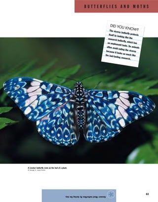 B U T T E R F L I E S A N D M O T H S
63
Answer:Mostbutterfliesflyduringtheday.
★
A cracker butterfly rests on the leaf of a plant.
© George D. Lepp/Corbis
DID YOU KNOW?The viceroy butterfly protectsitself by looking like themonarch butterfly, which hasan unpleasant taste. So animalsoften avoid eating the viceroybecause it looks so much likethe bad-tasting monarch.
 