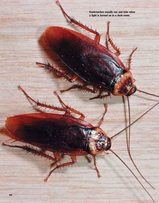 64
Cockroaches usually run and hide when
a light is turned on in a dark room.
 