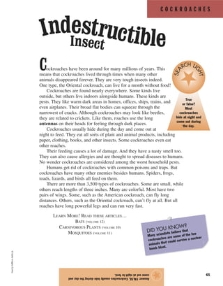 C O C K R O A C H E S
65
Cockroaches have been around for many millions of years. This
means that cockroaches lived through times when many other
animals disappeared forever. They are very tough insects indeed.
One type, the Oriental cockroach, can live for a month without food!
Cockroaches are found nearly everywhere. Some kinds live
outside, but others live indoors alongside humans. These kinds are
pests. They like warm dark areas in homes, offices, ships, trains, and
even airplanes. Their broad flat bodies can squeeze through the
narrowest of cracks. Although cockroaches may look like beetles,
they are related to crickets. Like them, roaches use the long
antennas on their heads for feeling through dark places.
Cockroaches usually hide during the day and come out at
night to feed. They eat all sorts of plant and animal products, including
paper, clothing, books, and other insects. Some cockroaches even eat
other roaches.
Their feeding causes a lot of damage. And they have a nasty smell too.
They can also cause allergies and are thought to spread diseases to humans.
No wonder cockroaches are considered among the worst household pests.
Humans get rid of cockroaches with common poisons and traps. But
cockroaches have many other enemies besides humans. Spiders, frogs,
toads, lizards, and birds all feed on them.
There are more than 3,500 types of cockroaches. Some are small, while
others reach lengths of three inches. Many are colorful. Most have two
pairs of wings. Some, such as the American cockroach, can fly long
distances. Others, such as the Oriental cockroach, can’t fly at all. But all
roaches have long powerful legs and can run very fast.
Answer:FALSE.Cockroachesusuallyhideduringthedayand
comeoutatnighttofeed.
★
©GalloImages/Corbis
DID YOU KNOW?
Many scientists believe that
cockroaches are some of the few
animals that could survive a nuclear
bomb blast.
Insect
Indestructible
True
or false?
Most
cockroaches
hide at night and
come out during
the day.
SEA
RCH LI
GHT
LEARN MORE! READ THESE ARTICLES…
BATS (VOLUME 12)
CARNIVOROUS PLANTS (VOLUME 10)
MOSQUITOES (VOLUME 11)
 