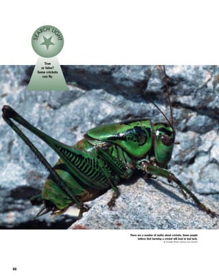 66
True
or false?
Some crickets
can fly.
SEA
RCH LI
GHT
There are a number of myths about crickets. Some people
believe that harming a cricket will lead to bad luck.
© Cordaiy Photo Library Ltd./Corbis
 