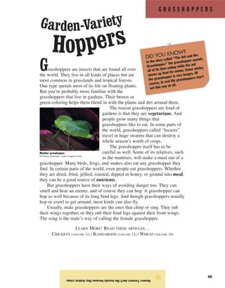 G R A S S H O P P E R S
69
Grasshoppers are insects that are found all over
the world. They live in all kinds of places but are
most common in grasslands and tropical forests.
One type spends most of its life on floating plants.
But you’re probably more familiar with the
grasshoppers that live in gardens. Their brown or
green coloring helps them blend in with the plants and dirt around them.
The reason grasshoppers are fond of
gardens is that they are vegetarians. And
people grow many things that
grasshoppers like to eat. In some parts of
the world, grasshoppers called “locusts”
travel in huge swarms that can destroy a
whole season’s worth of crops.
The grasshopper itself has to be
careful as well. Some of its relatives, such
as the mantises, will make a meal out of a
grasshopper. Many birds, frogs, and snakes also eat any grasshopper they
find. In certain parts of the world, even people eat grasshoppers. Whether
they are dried, fried, jellied, roasted, dipped in honey, or ground into meal,
they can be a good source of nutrients.
But grasshoppers have their ways of avoiding danger too. They can
smell and hear an enemy, and of course they can hop. A grasshopper can
hop so well because of its long hind legs. And though grasshoppers usually
hop or crawl to get around, most kinds can also fly.
Usually, male grasshoppers are the ones that chirp or sing. They rub
their wings together, or they rub their hind legs against their front wings.
The song is the male’s way of calling the female grasshopper.
LEARN MORE! READ THESE ARTICLES…
CRICKETS (VOLUME 11) • KANGAROOS (VOLUME 12) • WHEAT (VOLUME 10)
Answer:Farmersdon’tlikelocustsbecausetheydestroycrops.
★
Bladder grasshopper.
© Anthony Bannister—Gallo Images/Corbis
DID YOU KNOW?
In the story called “The Ant and the
Grasshopper,” the grasshopper spends
all of its time eating while the ant
stores up food for winter. Come winter,
the grasshopper is very hungry. Of
course, in real life grasshoppers don’t
act this way at all.
Garden-Variety
Hoppers
 