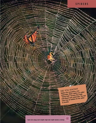 S P I D E R S
Answer:Apiratespidereatsotherspidersoutoftheirownwebs.
★
DID YOU KNOW?
Spiders live everywhere, even
underwater. Water spiders are called
“diving bells” because they build
bell-shaped webs underwater. The bell
webs trap air bubbles for the spider
to breathe.
 
