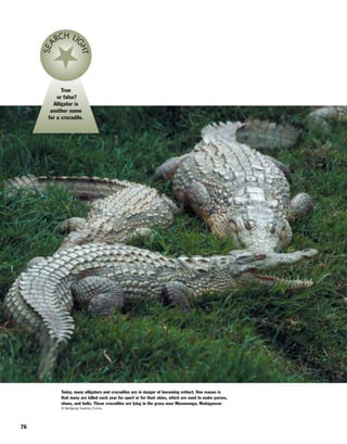 Today, many alligators and crocodiles are in danger of becoming extinct. One reason is
that many are killed each year for sport or for their skins, which are used to make purses,
shoes, and belts. These crocodiles are lying in the grass near Moramanga, Madagascar.
© Wolfgang Kaehler/Corbis
True
or false?
Alligator is
another name
for a crocodile.
SEA
RCH LI
GHT
76
 