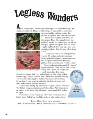 Aside from worms, almost every animal you see on land has legs. But
snakes are different. They don’t have legs, or arms either. Most snakes
move around by pushing against the
ground, scraping it with their tough scales.
Snakes look slippery and slimy, but
they’re not. Their skin actually feels like
cool soft leather. As a snake gets bigger, its
skin gets tighter and tighter until the snake
wiggles right out of it, wearing a new skin.
A snake sheds its skin this way a few times
a year.
The smallest snakes are no larger than
worms. All snakes are hunters, though.
Small snakes eat insects. Larger snakes eat
rats or squirrels or rabbits. The huge
pythons and anacondas can swallow a deer.
Some snakes use poison called “venom”
to catch animals. They deliver their poison
with a bite. Others are constrictors,
which means that they wrap
themselves around their prey and suffocate it. Still other snakes
eat bird eggs. Snakes swallow their food whole, without chewing.
The jaws may be hinged so that the snake can eat something
larger than its own head. A snake that has just eaten may not
need another meal for days and days.
Snakes are eaten by big birds such as eagles, hawks, and owls.
The Indian mongoose (a mammal) kills cobras. Wild hogs stamp
on snakes to kill them. And, of course, many people kill snakes
on sight.
Most snakes avoid people and won’t hurt you if you don’t
bother them. Still, it’s a good idea to leave wild snakes alone.
LEARN MORE! READ THESE ARTICLES…
ANACONDAS (VOLUME 11) • KING COBRAS (VOLUME 11) • MONGOOSES (VOLUME 12)
78
Legless Wonders
(Top) Ghost corn snake; (bottom) woma python.
©DavidA.Northcott/Corbis©Michael&PatriciaFogden/Corbis
True
or false?
Snakes chew
their food.
SEA RCH LI
GHT
 