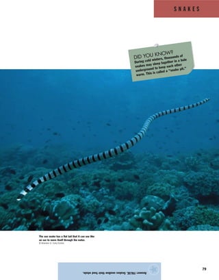 S N A K E S
79
Answer:FALSE.Snakesswallowtheirfoodwhole.
★
The sea snake has a flat tail that it can use like
an oar to move itself through the water.
© Brandon D. Cole/Corbis
DID YOU KNOW?
During cold winters, thousands of
snakes may sleep together in a hole
underground to keep each other
warm. This is called a “snake pit.”
 