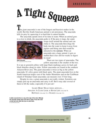 A N A C O N D A S
81
The giant anaconda is one of the longest and heaviest snakes in the
world. But this South American animal is not poisonous. The anaconda
kills its prey by squeezing it so hard that it cannot breathe.
The anaconda spends most of its time in water. When an animal goes
to a river to drink, the anaconda grabs it. If the prey is large, the snake
wraps itself around the animal and can
choke it. The anaconda then drags the
body into the water to keep it away from
jaguars and biting ants that would be
attracted to the carcass. When an
anaconda eats a large animal, it gets so
stuffed that it lies still for weeks to digest
its meal!
There are two types of anacondas. The
yellow anaconda is the smaller of the two.
It is tan or greenish yellow with large black markings across its back and
black blotches along its sides. Yellow anacondas are found in the southern
Amazon River area. The giant anaconda is twice as big as the yellow
anaconda. It’s olive green with black spots. The giant anaconda lives in the
South American tropics east of the Andes Mountains and on the Caribbean
island of Trinidad. Giant anacondas can measure over 33 feet long.
Despite its size, a giant anaconda is not really violent. Scientists can
simply pick up an anaconda and carry it off. But it may take several of
them to lift the snake, especially if it just ate!
Answer:Anacondaskilltheirpreybysqueezingit.
★
A Tight Squeeze
Giant anaconda.
© Z. Leszczynski/Animals Animals
A yellow anaconda lies on a log at the edge of the water. Although
the anaconda spends much of its time in water, it may also crawl
on land and even climb into trees to catch birds.
© Joe McDonald/Corbis
DID YOU KNOW?
Like most snakes, anacondas swallow
their food whole. They can open their
mouths wide enough to fit around an
entire goat.
LEARN MORE! READ THESE ARTICLES…
AMAZON: A CLOSE LOOK AT RIVER LIFE (VOLUME 9)
REPTILES (VOLUME 11) • SNAKES (VOLUME 11)
 