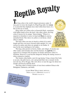 82
The king cobra is the world’s largest poisonous snake. It
may grow to twice the length of a Ping-Pong table. Its venom
is so powerful that elephants have died within three hours of a
bite on the toe or trunk.
King cobras are yellow-olive to brownish black, sometimes
with lighter bands across the back. Like other cobras, the king
cobra is known for its unique “threat display.” When it is
angered or disturbed, it raises its head and flares its narrow,
unmarked hood. This shows its yellow or red throat, which
often is striped.
The king cobra can raise its head to a third of its entire
length and may even move forward while upright. It is very
curious by nature and often sits upright to see farther. It
may be the most intelligent of all snakes.
The king cobra prowls in forests, fields, and villages. It mostly eats
other snakes and normally does not bite humans. In captivity it is
aggressive to strangers but recognizes its keeper and knows when it’s
mealtime. However, it can become dangerous during the mating season or
when cornered or startled.
The female cobra builds a nest for egg laying. Using a loop of her body
as an arm, she pulls leaves, soil, and ground litter into a mound. In this
nest she lays 20 to 40 eggs. She coils above or near the eggs for about two
months and fiercely defends them.
The king cobra is found in parts of Asia from southern China to the
Philippines, Indonesia, and India.
Reptile Royalty
People are
afraid of cobras
and as a result
often kill the snakes.
Why do you think
people are scared of
cobras? (Hint: What
would you worry about
if you came face to
face with a cobra?)
SEA
RCH LI
GHT
DID YOU KNOW?The king cobra has an unusual
hiss that is much lower than other
snakes’—more like a growl than
a hiss.
LEARN MORE! READ THESE ARTICLES…
INDIA (VOLUME 7) • REPTILES (VOLUME 11)
SNAKES (VOLUME 11)
 