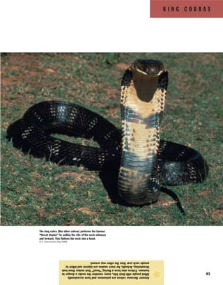 K I N G C O B R A S
83
Answer:Becausecobrasarepoisonousandhaveoccasionally
killedpeoplewiththeirbite,manyconsiderthesnakeadangerto
humans.Cobrasalsohaveaflaring“hood”thatmakesthemlook
threatening.Actually,farmoresnakesareinjuredandkilledby
peopleeachyearthantheotherwayaround.
★
The king cobra (like other cobras) performs the famous
“threat display” by pulling the ribs of the neck sideways
and forward. This flattens the neck into a hood.
© E. Hanumantha Rao/NHPA
 