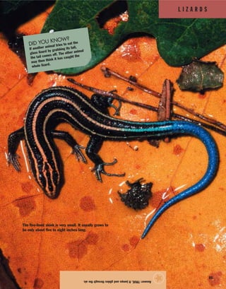 L I Z A R D S
85
Answer:TRUE.Itjumpsandglidesthroughtheair.
★
The five-lined skink is very small. It usually grows to
be only about five to eight inches long.
DID YOU KNOW?
If another animal tries to eat the
glass lizard by grabbing its tail,
the tail comes off. The other animal
may then think it has caught the
whole lizard.
 