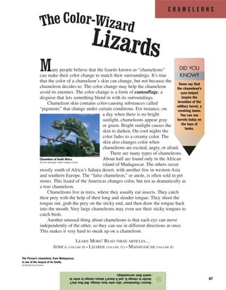 C H A M E L E O N S
87
Many people believe that the lizards known as “chameleons”
can make their color change to match their surroundings. It’s true
that the color of a chameleon’s skin can change, but not because the
chameleon decides to. The color change may help the chameleon
avoid its enemies. The color change is a form of camouflage, a
disguise that lets something blend in with its surroundings.
Chameleon skin contains color-causing substances called
“pigments” that change under certain conditions. For instance, on
a day when there is no bright
sunlight, chameleons appear gray
or green. Bright sunlight causes the
skin to darken. On cool nights the
color fades to a creamy color. The
skin also changes color when
chameleons are excited, angry, or afraid.
There are many types of chameleons.
About half are found only in the African
island of Madagascar. The others occur
mostly south of Africa’s Sahara desert, with another few in western Asia
and southern Europe. The “false chameleon,” or anole, is often sold in pet
stores. This lizard of the Americas changes color, but not as dramatically as
a true chameleon.
Chameleons live in trees, where they usually eat insects. They catch
their prey with the help of their long and slender tongue. They shoot the
tongue out, grab the prey on the sticky end, and then draw the tongue back
into the mouth. Very large chameleons may even use their sticky tongues to
catch birds.
Another unusual thing about chameleons is that each eye can move
independently of the other, so they can see in different directions at once.
This makes it very hard to sneak up on a chameleon.
LEARN MORE! READ THESE ARTICLES…
AFRICA (VOLUME 8) • LIZARDS (VOLUME 11) • MADAGASCAR (VOLUME 8)
Answer:Chameleons’skincolordoeschange.Buttheydon’t
decidetochangeit,anditdoesn’talwayschangeinorderto
matchtheirsurroundings.
★
The Color-Wizard
Lizards
The Parson’s chameleon, from Madagascar,
is one of the largest of its family.
© Royalty-Free/Corbis
Chameleon of South Africa.
© Erice Reisinger–Gallo Images/Corbis
Some say that
the chameleon’s
eyes helped
inspire the
invention of the
military turret, a
revolving tower.
You can see
turrets today on
the tops of
tanks.
DID YOU
KNOW?
 