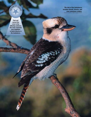 The diet of the kookaburra
includes lizards, insects, and
even poisonous snakes.
© Martin Harvey—Gallo Images/Corbis
Find and
correct the
error in the
following sentence:
The most commonly
seen kingfisher
in North America is
the kookaburra.
SEA
RCH LI
GHT
 