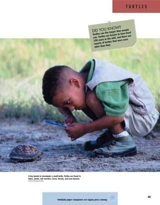 T U R T L E S
89
Answer:Landturtlesaresometimescalledtortoises.
★
A boy kneels to investigate a small turtle. Turtles are found in
lakes, ponds, salt marshes, rivers, forests, and even deserts.
© Ariel Skelley/Corbis
DID YOU KNOW?
Turtles can live longer than people
can. Turtles are known to have lived
150 years in the wild, and there are
reports of turtles that were even
older than that.
 