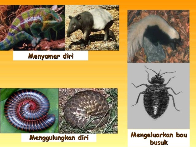 Hwn Lindung Diri2