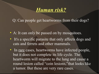 HW TESTING
           Q: When testing might become useful?



    There is generally no need to test a dog for antigen or...