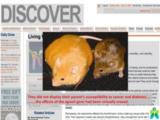 They did not display their parent’s susceptibility to cancer and diabetes….
……..the effects of the agouti gene had been virtually erased.
 