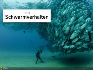 [ 9/15 ] 
Schwarmverhalten
 