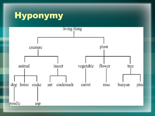 Hyponymy
 