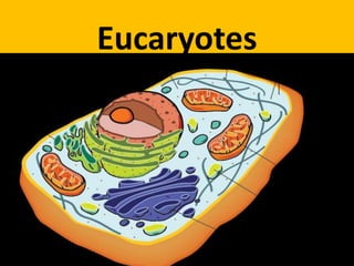 Eucaryotes
 