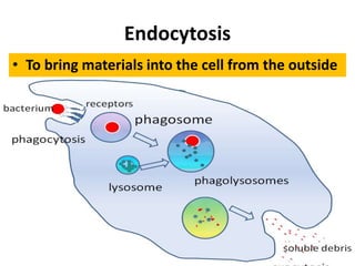 Endocytosis
• To bring materials into the cell from the outside
 