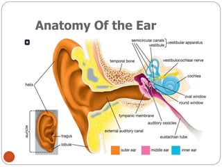 Orl Notes This is a basic introduction of Otorhinolaryngology different ...