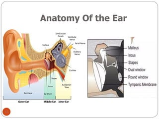 Orl Notes This is a basic introduction of Otorhinolaryngology different ...