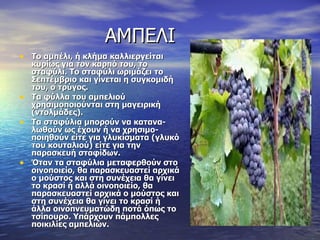 ΑΜΠΕΛΙ Το αμπέλι, ή κλήμα καλλιεργείται κυρίως για τον καρπό του, το σταφύλι. Το σταφύλι ωριμάζει το Σεπτέμβριο και γίνεται η συγκομιδή του, ο τρύγος. Τα φύλλα του αμπελιού χρησιμοποιούνται στη μαγειρική (ντολμάδες).  Τα σταφύλια μπορούν να κατανα-λωθούν ως έχουν ή να χρησιμο-ποιηθούν είτε για γλυκίσματα (γλυκό του κουταλιού) είτε για την παρασκευή σταφίδων. Όταν τα σταφύλια μεταφερθούν στο οινοποιείο, θα παρασκευαστεί αρχικά ο μούστος και στη συνέχεια θα γίνει το κρασί ή αλλά οινοποιείο, θα παρασκευαστεί αρχικά ο μούστος και στη συνέχεια θα γίνει το κρασί ή άλλα οινοπνευματώδη ποτά όπως το τσίπουρο. Υπάρχουν πάμπολλες ποικιλίες αμπελιών.  