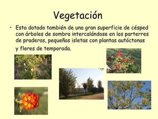 Vegetación
• Esta dotado también de una gran superficie de césped
  con árboles de sombra intercalándose en los parterres
  de praderas, pequeñas isletas con plantas autóctonas
  y flores de temporada.
 