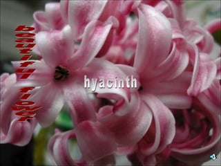 beautiful flower hyacinth 