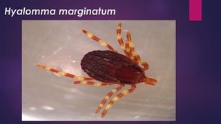 Hyalomma marginatum