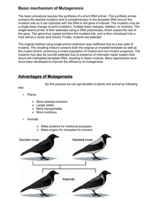 Basic mechanism of Mutagenesis
The basic procedure requires the synthesis of a short DNA primer. This synthetic primer
contains the desired mutation and is complementary to the template DNA around the
mutation site so it can hybridize with the DNA in the gene of interest. The mutation may be
a single base change (a point mutation), multiple base changes, deletion, or insertion. The
single-strand primer is then extended using a DNA polymerase, which copies the rest of
the gene. The gene thus copied contains the mutated site, and is then introduced into a
host cell as a vector and cloned. Finally, mutants are selected
The original method using single-primer extension was inefficient due to a low yield of
mutants. The resulting mixture contains both the original un-mutated template as well as
the mutant strand, producing a mixed population of mutant and non-mutant progenies. The
mutants may also be counter-selected due to presence of mismatch repair system that
favors the methylated template DNA, resulting in fewer mutants. Many approaches have
since been developed to improve the efficiency of mutagenesis.

Advantages of Mutagenesis
By this process we can get benefits in plants and animal by following
way
•

Plants:





•

More disease-resistant
Larger yields
More transportable
More nutritious

Animals:
 Make proteins for medicinal purposes
 Make organs for transplant to humans

 