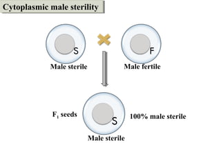 Male sterile
Male sterile
Male fertile
F1 seeds 100% male sterile
Cytoplasmic male sterilityCytoplasmic male sterility
 