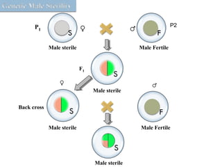 P1
P2
Male sterile Male Fertile
Male sterile
F1
Male sterile Male Fertile
Male sterile
Back cross
♀ ♂
♂♀
 