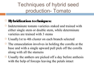 Techniques of hybrid seed
production- Tomato
 Hybridization techniques:
 Indeterminate tomato varieties staked and trained with
either single stem or double stem, while determinate
varieties are trained with 3 stems
 Usually1st to 4th cluster on each branch selected
 The emasculation involves in holding the corolla at the
base and with a single upward pull pick off the corolla
along with all the stamens
 Usually the anthers are picked off a day before anthesis
with the help of forceps leaving the petals intact
 