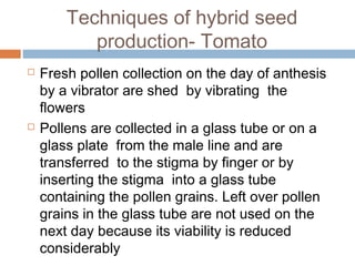 Techniques of hybrid seed
production- Tomato
 Fresh pollen collection on the day of anthesis
by a vibrator are shed by vibrating the
flowers
 Pollens are collected in a glass tube or on a
glass plate from the male line and are
transferred to the stigma by finger or by
inserting the stigma into a glass tube
containing the pollen grains. Left over pollen
grains in the glass tube are not used on the
next day because its viability is reduced
considerably
 