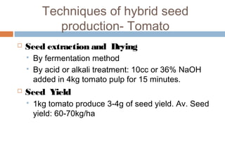 Techniques of hybrid seed
production- Tomato
 Seed extraction and Drying
 By fermentation method
 By acid or alkali treatment: 10cc or 36% NaOH
added in 4kg tomato pulp for 15 minutes.
 Seed Yield
 1kg tomato produce 3-4g of seed yield. Av. Seed
yield: 60-70kg/ha
 